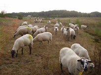 begrazing schoonebeekers 002