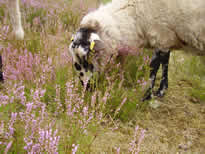 begrazing schoonebeekers 031